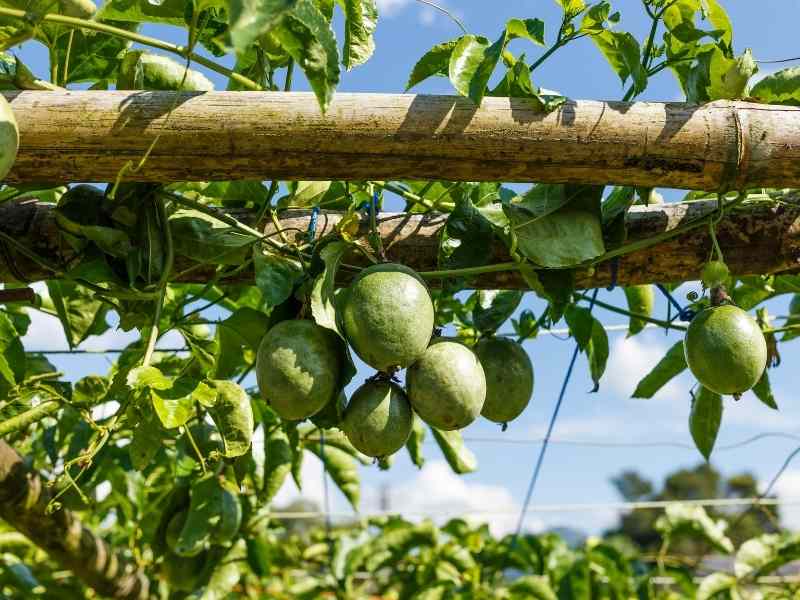 Passion Fruit in Sunlight