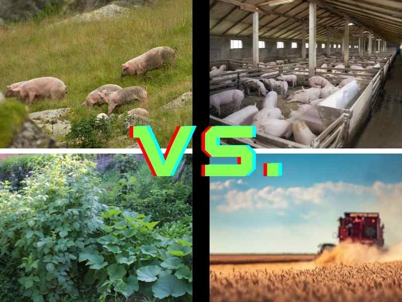 permaculture vs conventional agriculture