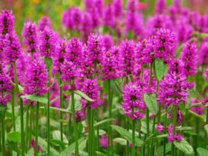 Read more about the article 6 Problems Found On Agastache Tutti Frutti You Must Know