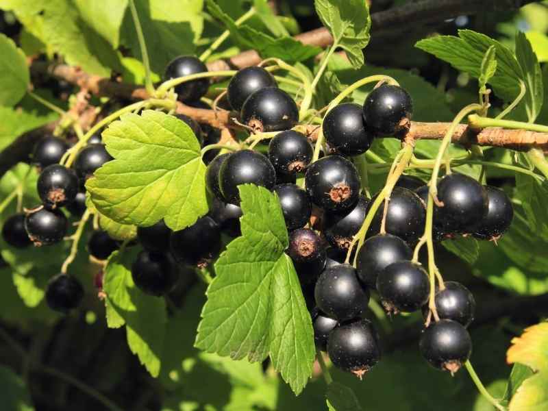 Black Currants