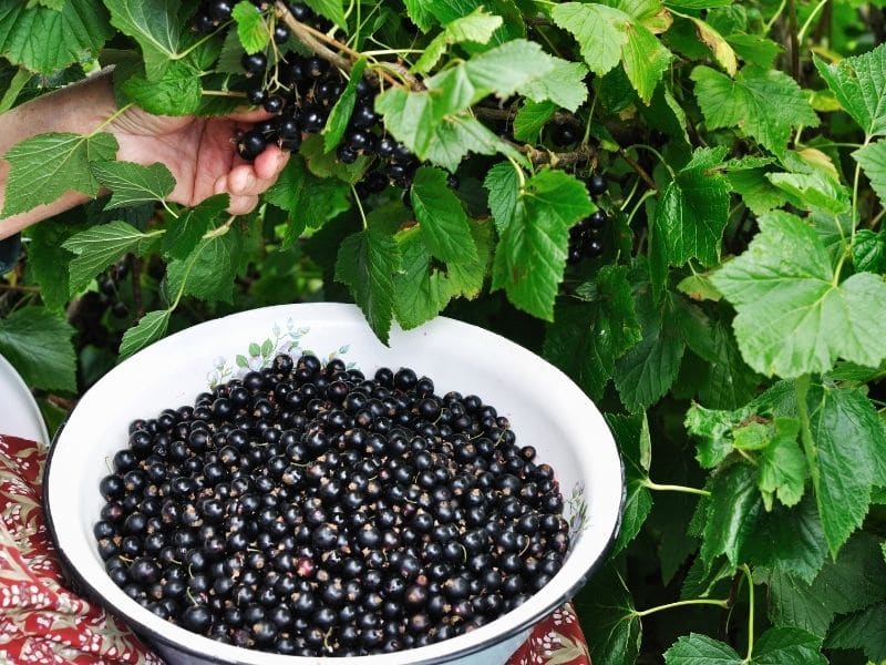 Picking Black Currants