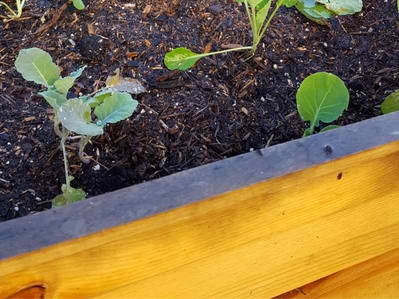 Wood Raised Bed Garden