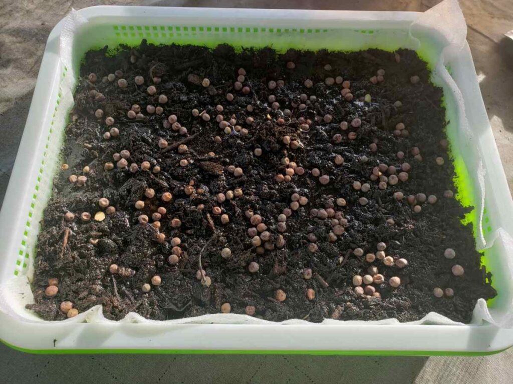 Microgreen Seeds On Soil