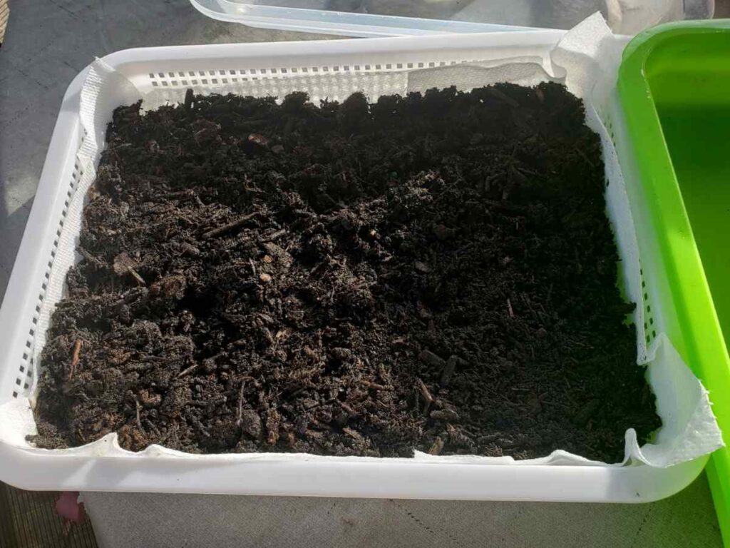Soil In Sprout Tray