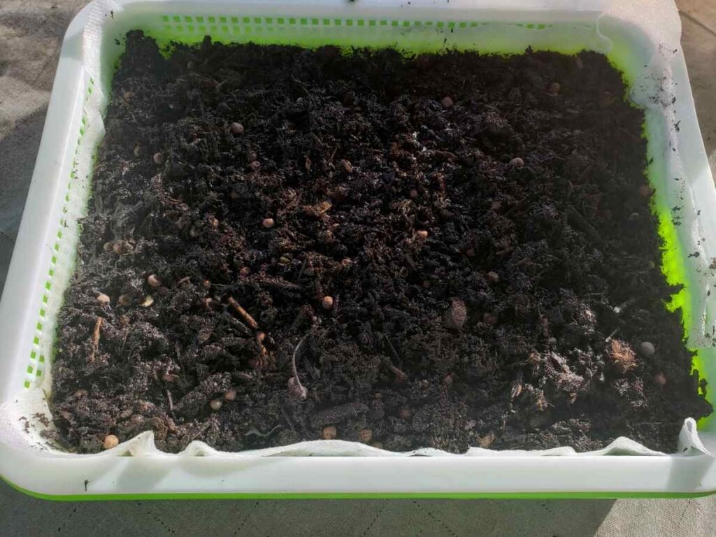 Sprinkled Soil On Microgreen Seeds