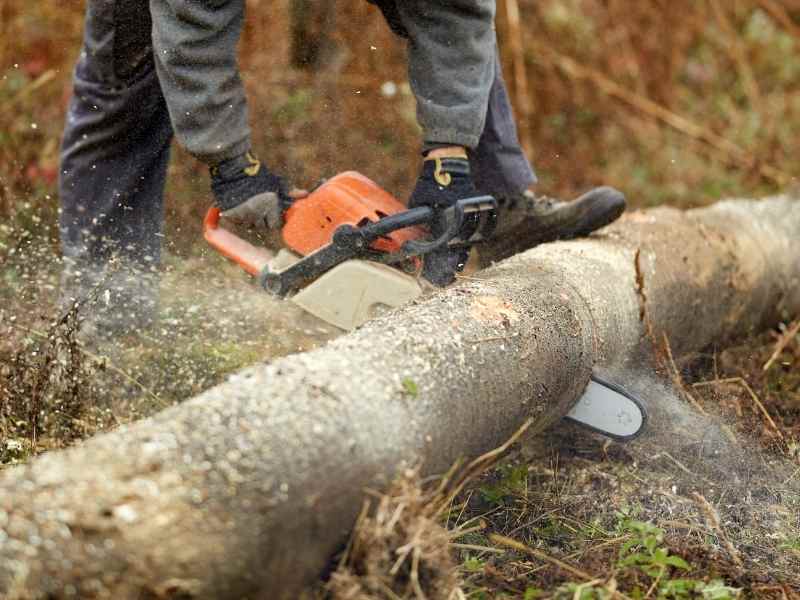 Chainsaw Cutting