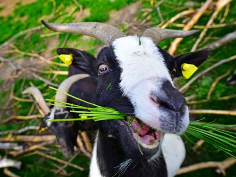 Goat Eating