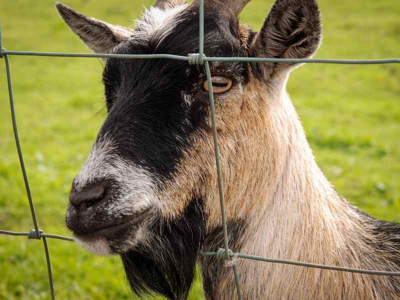 Goat Fence