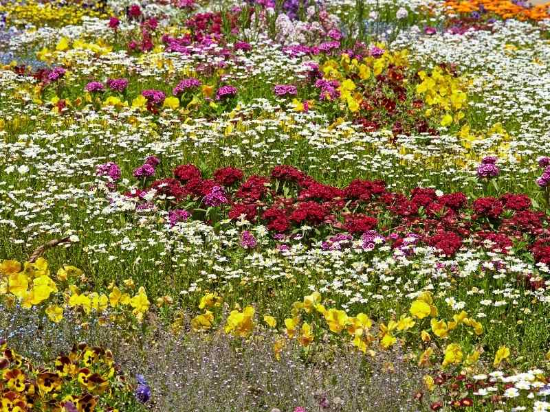 Wildflower Bee Garden