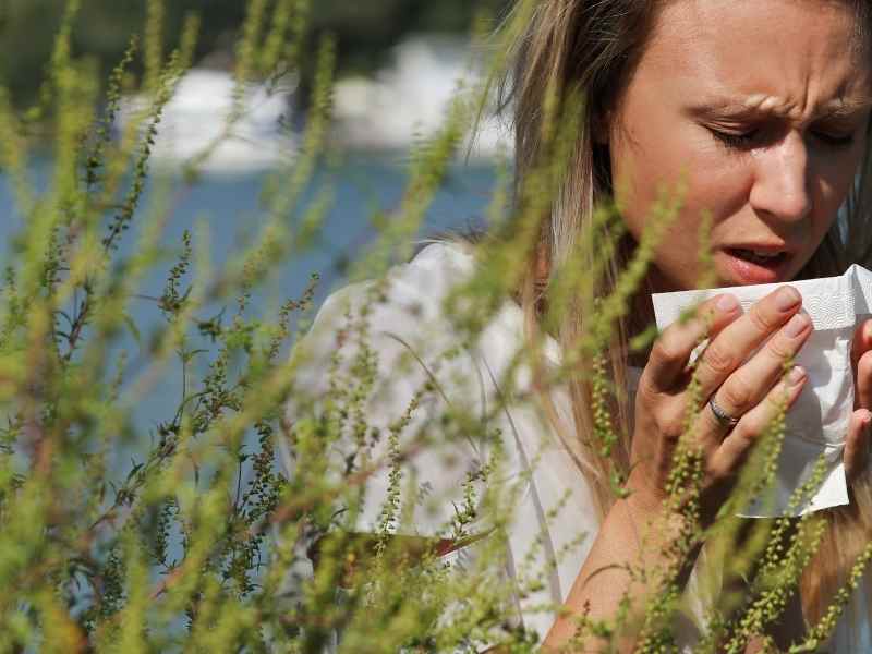 Ragweed Allergies