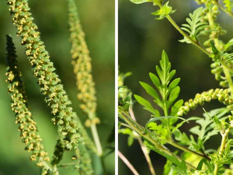 Ragweed Flowers and Leaves