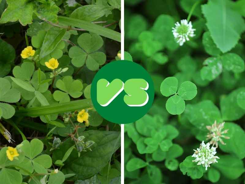 Shamrock vs. Clover: What's the Difference?