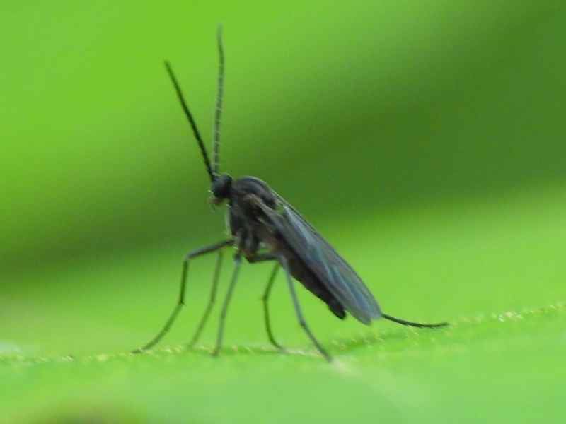 Fungus Gnat