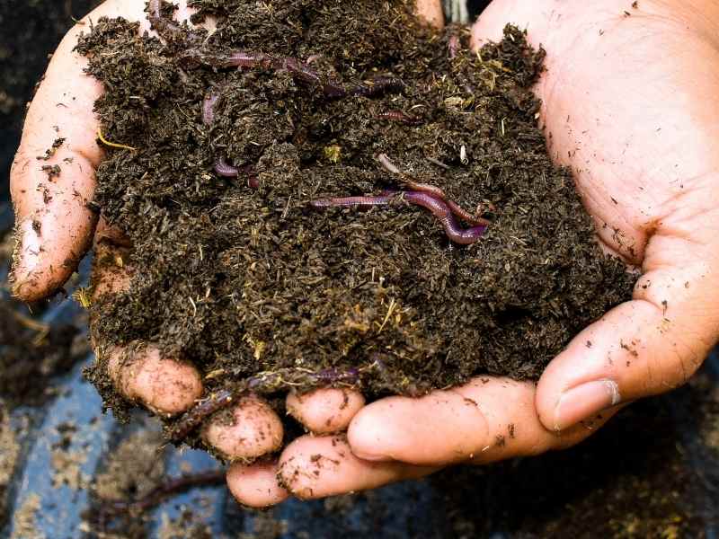 Healthy Soil