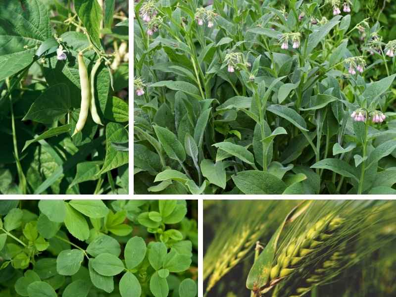 8 Plants Commonly Used To Increase Soil Fertility