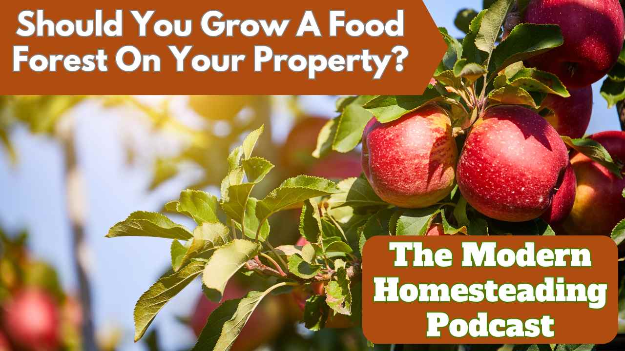 Read more about the article Should You Grow A Food Forest On Your Property?
