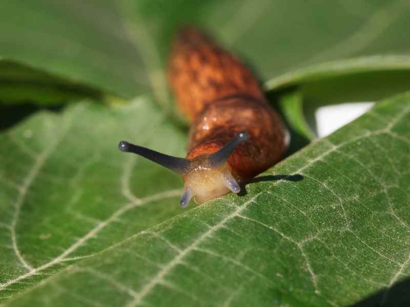 Garden Slugs