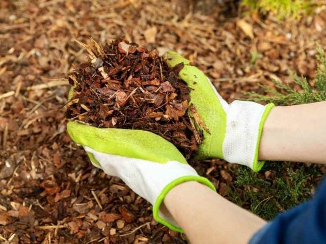 17 Natural Ways To Control Slugs In Your Garden Organically - The Small ...