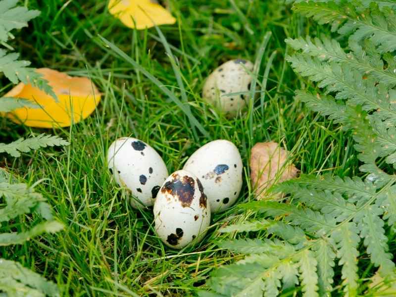 Coturnix Quail Eggs In Grass