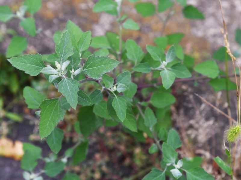 Lambsquarters