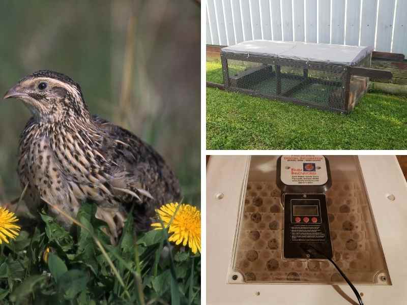 pasture raised quail