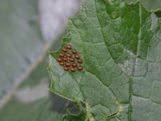 12 Organic Methods For Controlling Squash Bugs - The Small Town Homestead
