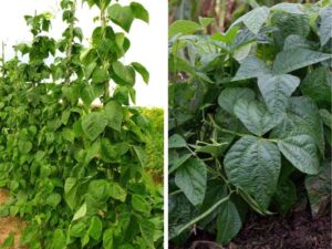 Read more about the article Pole Beans Or Bush Beans: Which Should You Be Growing?