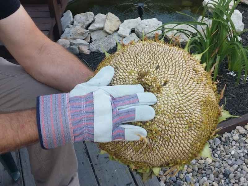 Harvesting Sunflower Seeds