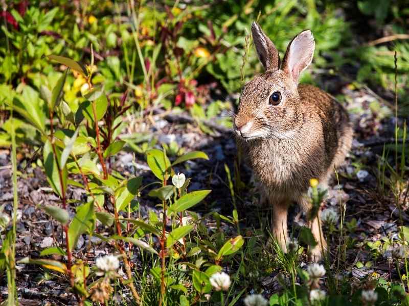 12 Easy Ways To Keep Rabbits Out Of Your Organic Garden
