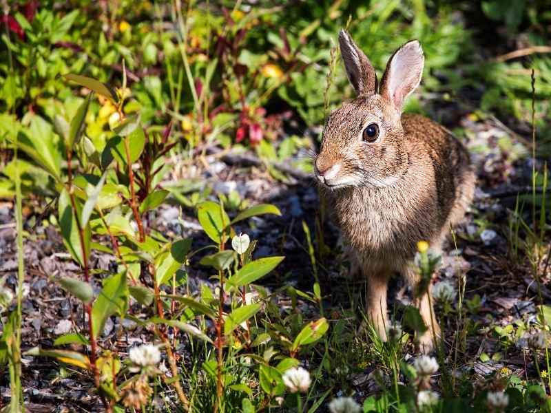 Rabbit In Garden