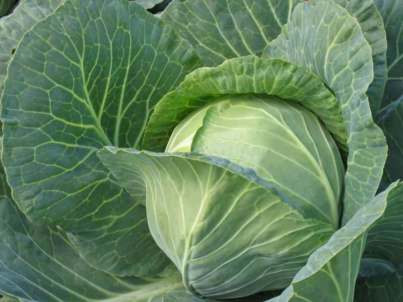 Simple Cabbage Recipes