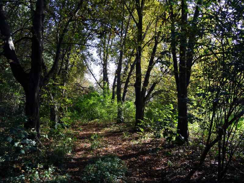 Woodland Biodiversity
