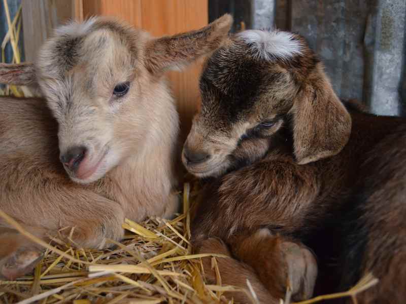 Goats For Urban Homestead