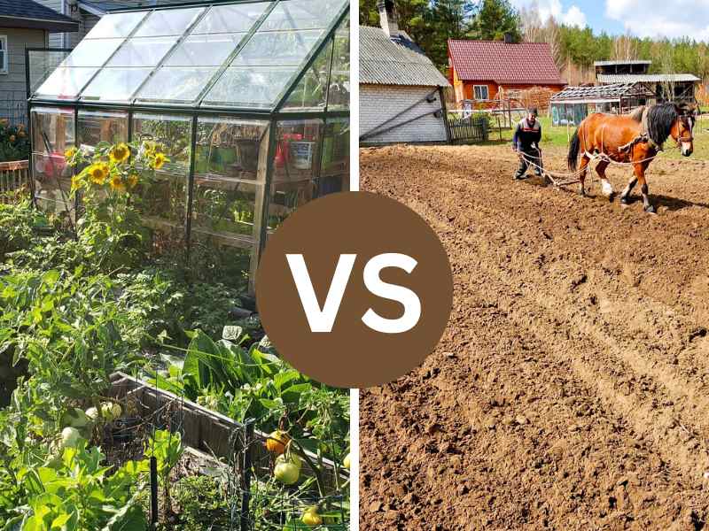 Modern vs Traditional Homesteading