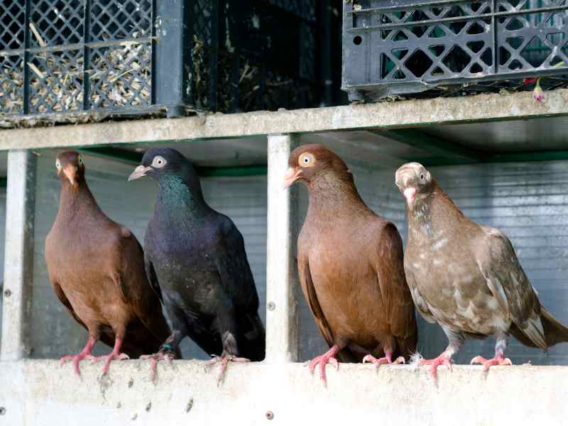 Pigeon For Urban Homestead