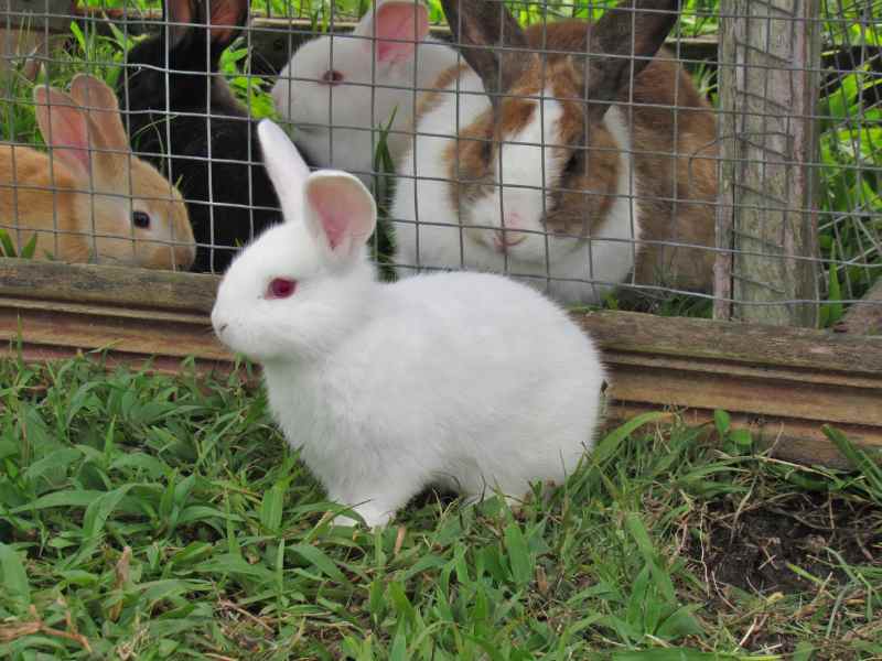 Rabbits For Urban Homestead
