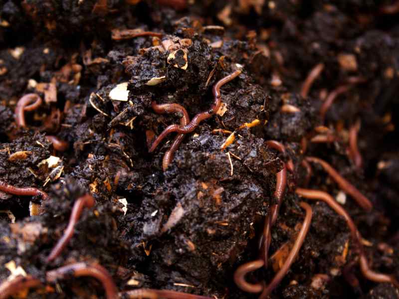 Worms For Urban Homestead