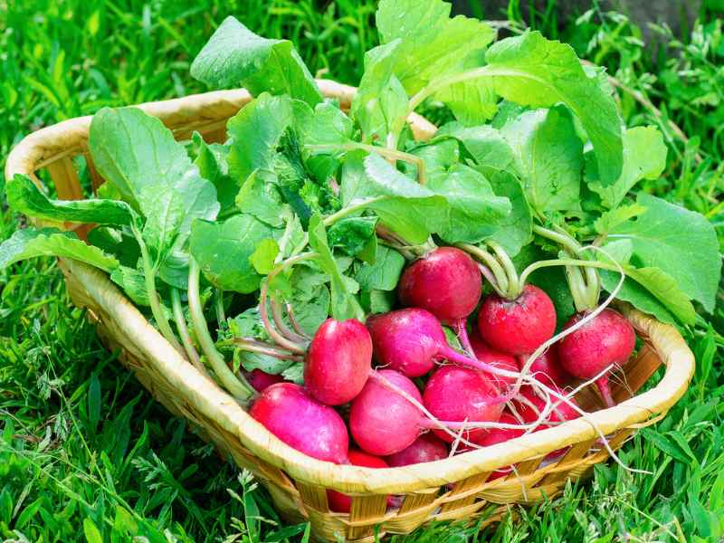 Red Round Radish Recipes