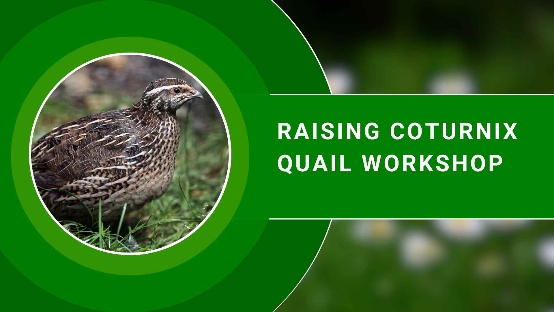 Raising Coturnix Quail Workshop