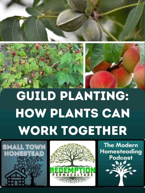 Guild Planting: How Plants Can Work Together