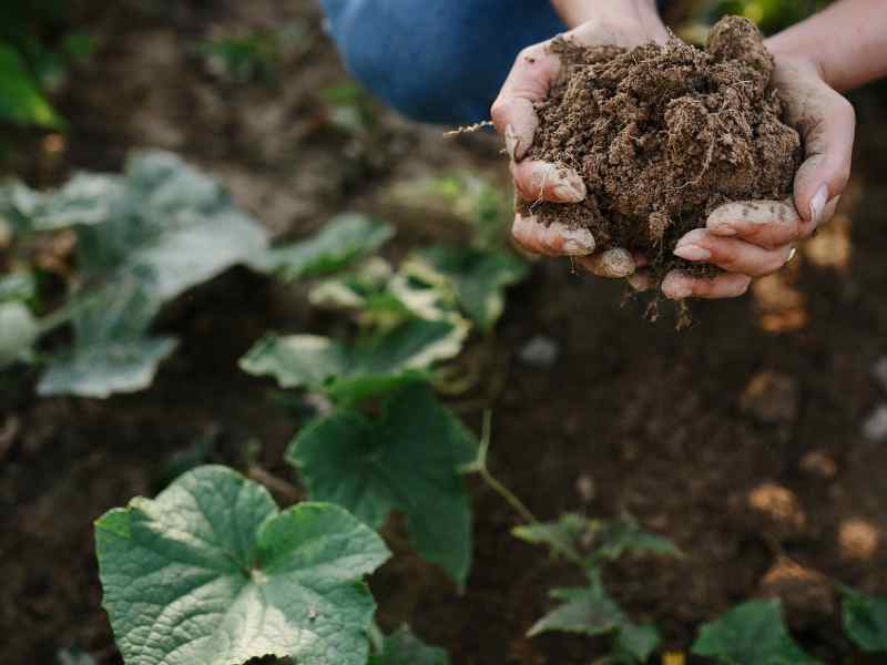 Read more about the article Regenerative Agriculture and Permaculture: Understanding the Differences