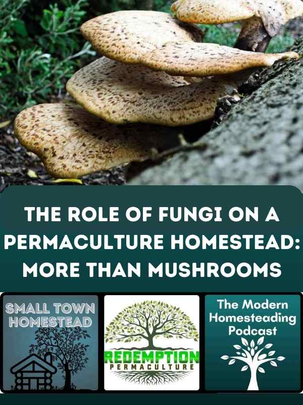 The Role of Fungi On A Permaculture Homestead: More Than Mushrooms