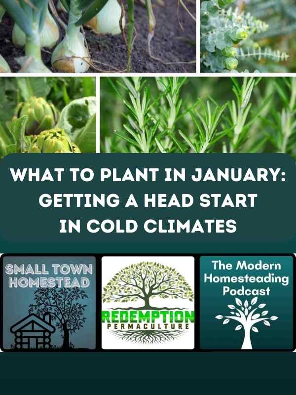 What To Plant In January: Getting A Head Start In Cold Climates