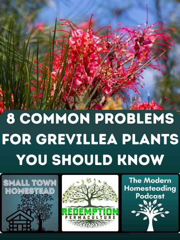 8 Common Problems For Grevillea Plants You Should Know About!