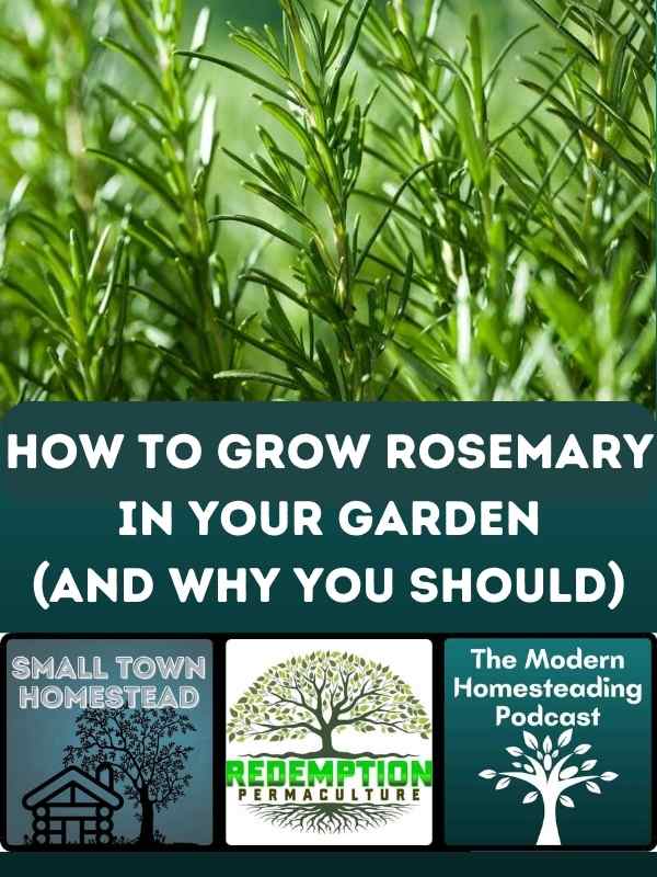 How To Grow Rosemary In Your Garden