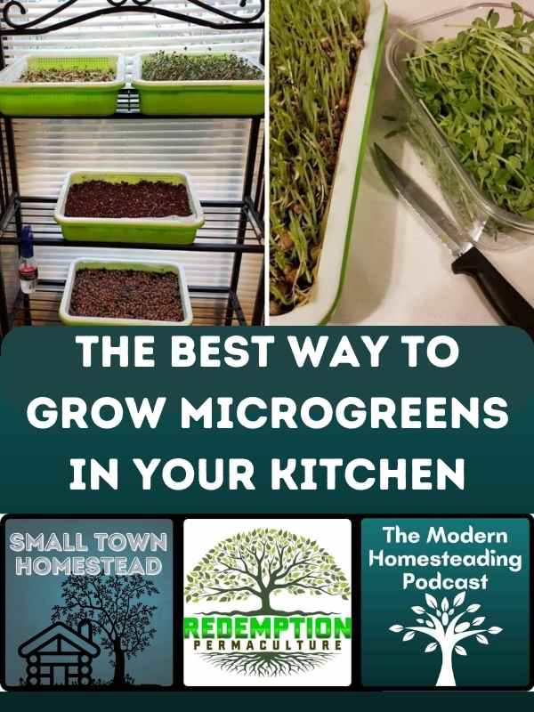The Best Way To Grow Microgreens In Your Kitchen