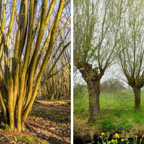 Coppicing and Pollarding 1