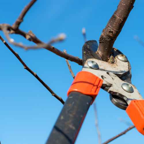 How To Prune 1 How To Prune 1