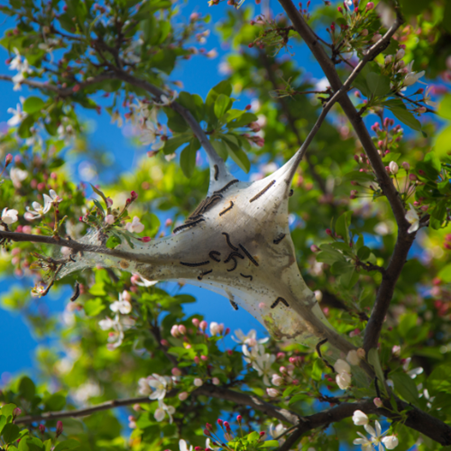 Pest Control 1 Picture11