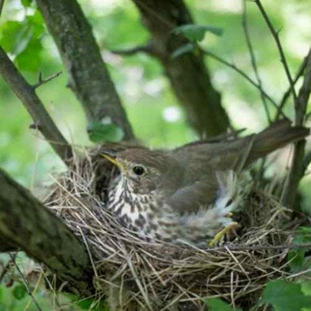 Trees For Habitat 1 Picture18